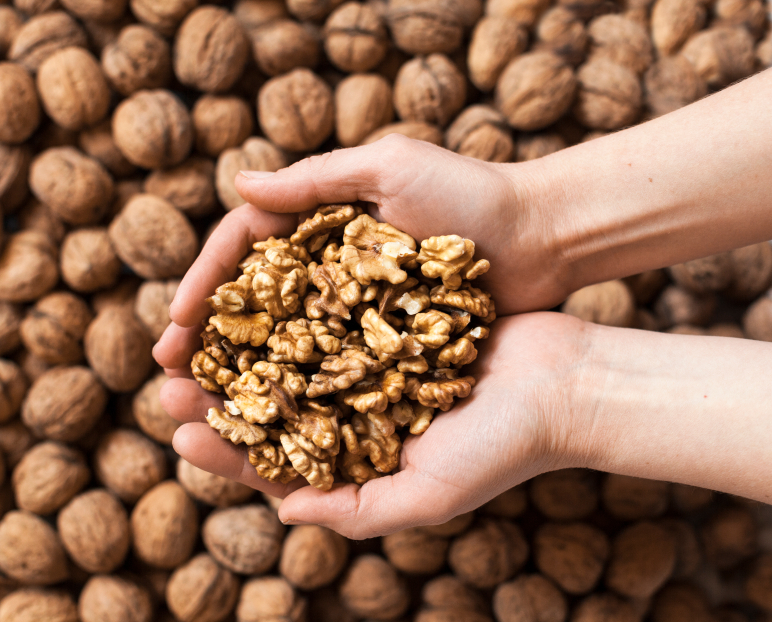 Handful of walnuts kernels