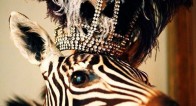 男が馬であれば女がゾウ、男がウサギなら女はシカ【性愛の作法】