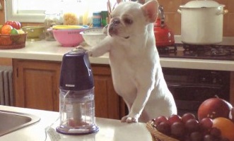 フレンチブルドッグが料理する？フレンチブルドッグ動画で癒される