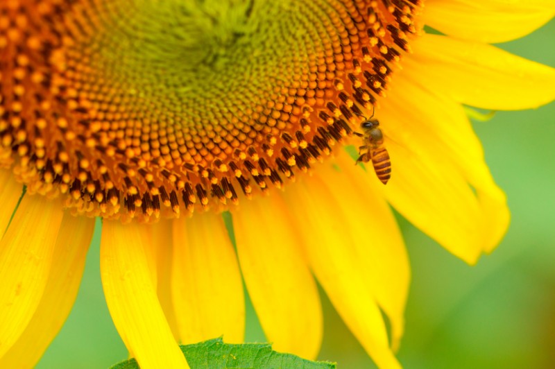 iStock_000062710292_Small