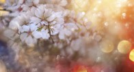 女性の幸せを叶えてくれる桜の女神「コノハナサクヤヒメ」って? 女性の幸せを叶えてくれる桜の女神「コノハナサクヤヒメ」って?