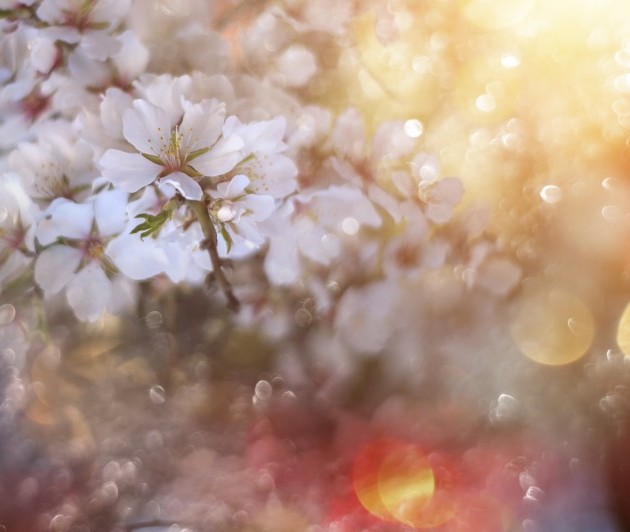 女性の幸せを叶えてくれる桜の女神「コノハナサクヤヒメ」って？