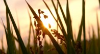 【開運】秋にぜひ!成功する人間の「お米」の食べかた【9月2日~6日】