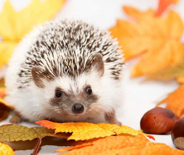 意外!これも飼えるの?、1人暮らしにもオススメ【心を癒すペット】3選!