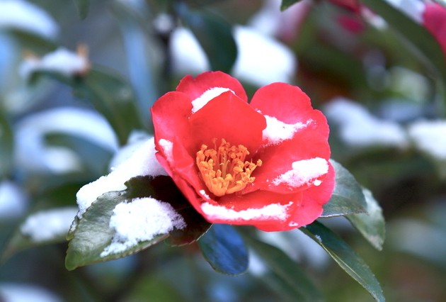 心をあたためる。冬に咲く山茶花が教えてくれること【11月7日〜11日】