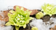 日常に癒しを見出す。雪の美しさを堪能するための話【1月21〜24日】