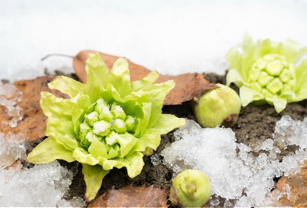 日常に癒しを見出す。雪の美しさを堪能するための話【1月21〜24日】