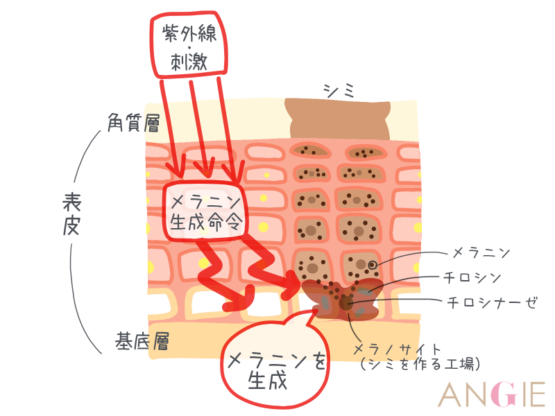 飲む日焼け止めの仕組みを解説 メカニズムを知って夏の強い味方に Angie アンジー