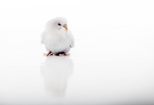 Bカップ 重さ オカメインコ