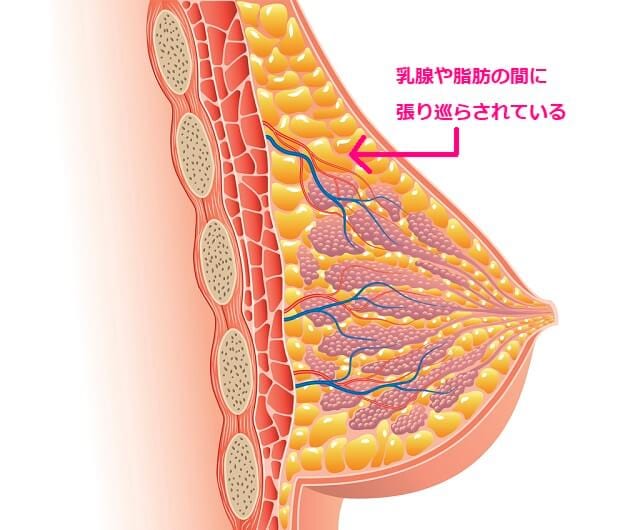 ナイトブラ 30代 クーパー靭帯