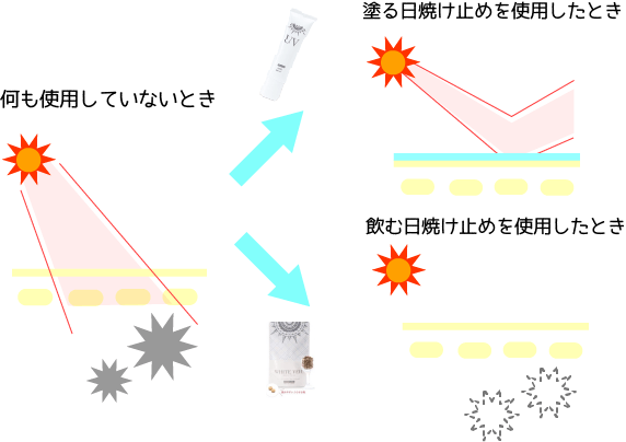 飲む日焼け止め　効果