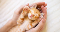 見ているだけで癒される♡大人女子にもおすすめ猫グッズ5選 見ているだけで癒される♡大人女子にもおすすめ猫グッズ5選