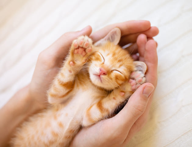 見ているだけで癒される♡大人女子にもおすすめ猫グッズ5選